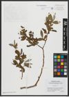 Foto von Salix alba L.